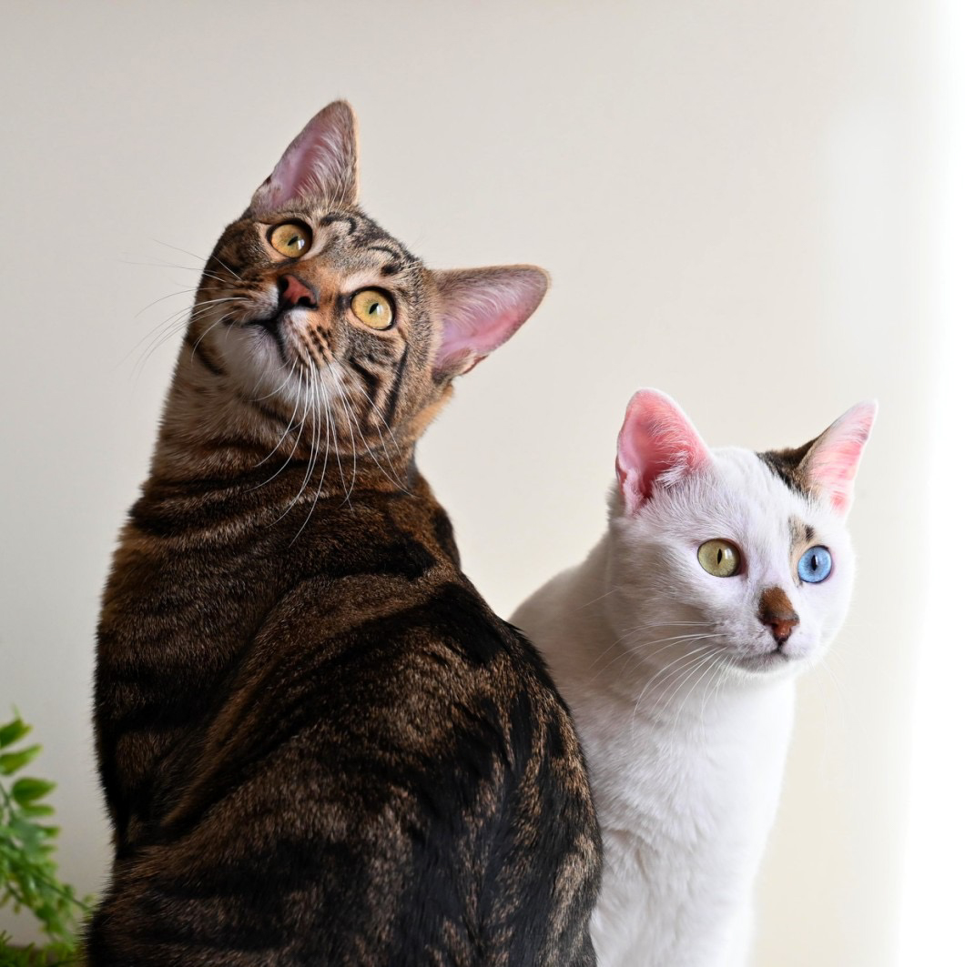 Две котки